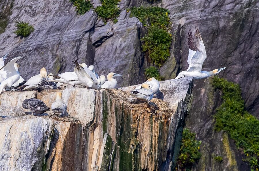 Skellig Michael: Skellig Sightseeing Cruise with AquaTerra - Who will enjoy this Skellig Coast cruise?