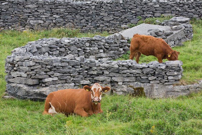 Small Group - Cliffs Cruise, Aran Islands AND Connemara in One Day from Galway - A real taste of island and Irish-speaking culture