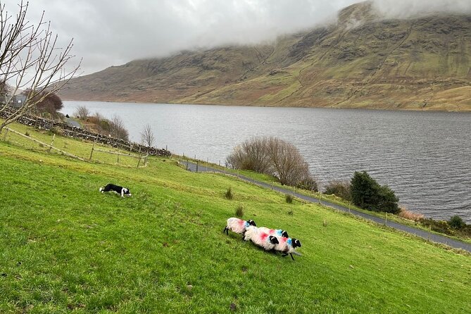Small Group Kylemore Abbey, Sheepdog Demo & Connemara Tour - Joyce Country Sheepdogs and the best part of the day