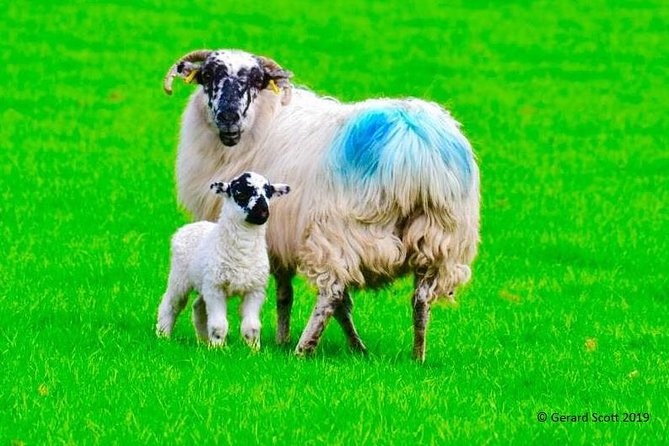 The Best Two Day Tours in Ireland: The Ring of Kerry and Dingle Slea Head Tours - Two Big Kerry Days Without the Coach-Tour Shuffle