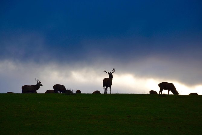 The Best Two Day Tours in Ireland: The Ring of Kerry and Dingle Slea Head Tours - Who Will Enjoy This Tour Most?