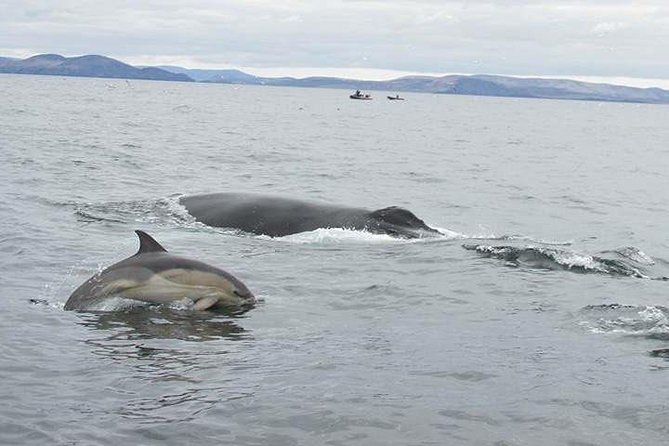 The Great Blasket Island Experience - Premium Tour - Caves, rock formations, and the search for dolphins
