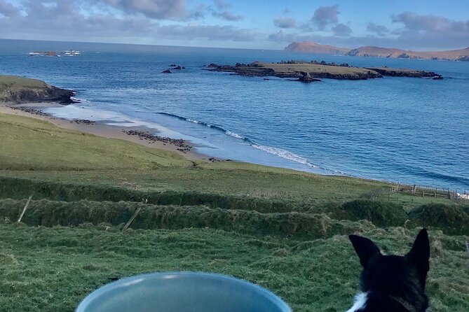 The Great Blasket Island Experience - Premium Tour - Who should book the Great Blasket experience?