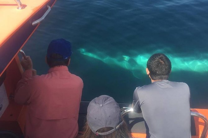 The Great Blasket Island Experience - Premium Tour - Choosing between the village, trails, and seal beach