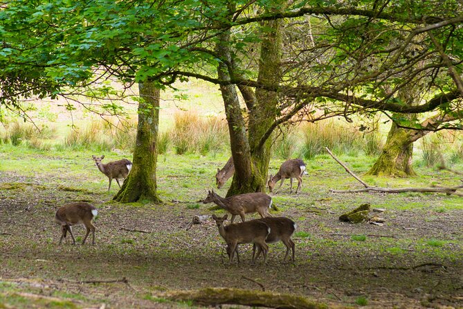 Visit Innisfallen Island - A short crossing with big views
