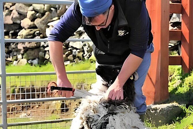 Visit traditional working sheep farm with sheepdog demo. Galway. - Meeting the farmer and getting settled