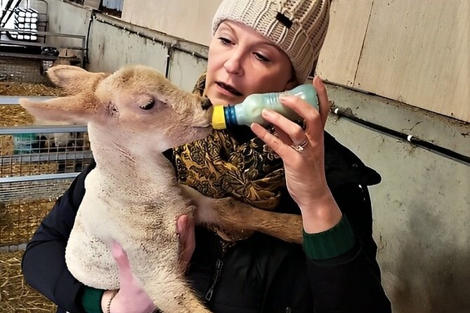 Visit traditional working sheep farm with sheepdog demo. Galway. - Lambs, bottle-feeding, and the softer side of farm life
