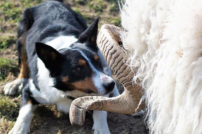 Visit traditional working sheep farm with sheepdog demo. Galway. - Traditional shearing from June through August