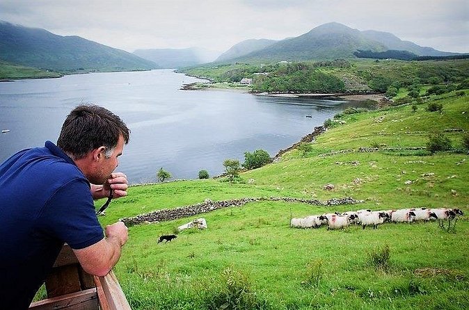 Visit traditional working sheep farm with sheepdog demo. Galway. - Bog cutting and the value of the setting
