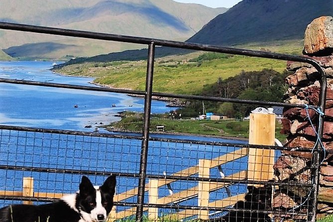 Visit traditional working sheep farm with sheepdog demo. Galway. - Is $24.45 a fair price?