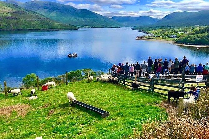 Visit traditional working sheep farm with sheepdog demo. Galway. - The sheepdog demonstration with Rex