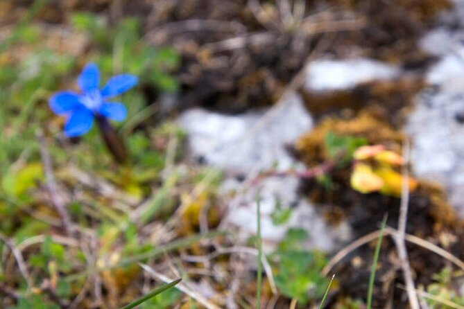 Walking in the Burren with perfumery visit. Clare. Guided 3 hours - The Burren Perfumery: garden, café, and quiet shopping