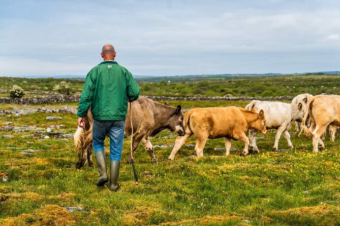 Walking in the Burren with perfumery visit. Clare. Guided 3 hours - Four hours on paper, but check the actual balance