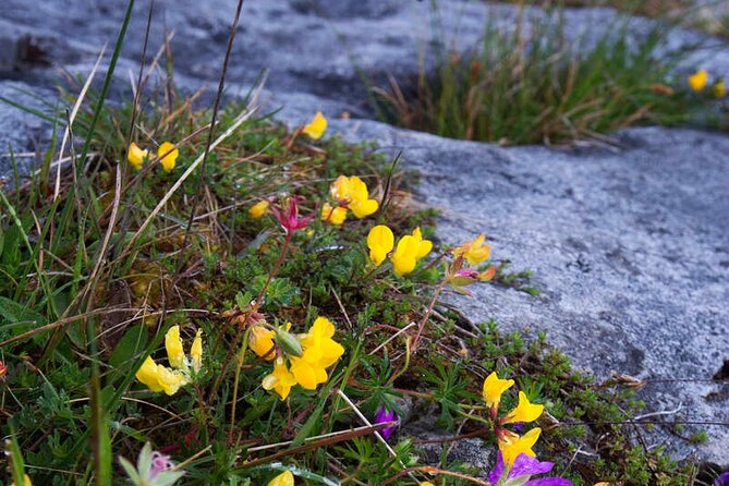 Walking in the Burren with perfumery visit. Clare. Guided 3 hours - What to wear and carry for Clare weather