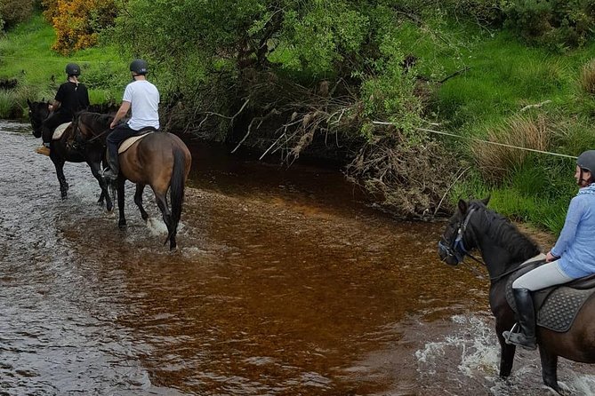Wicklow Mountains Horse Trekking - What $90.70 Buys You