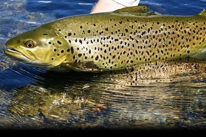Wild Brown Trout fishing. Lough Corrib. French speaking Ghillie/Guide. Full day. - A full day on Lough Corrib, from shore to open water