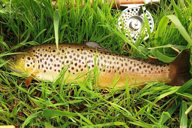 Wild Brown Trout fishing. Lough Corrib. French speaking Ghillie/Guide. Full day. - Why wild brown trout make this different