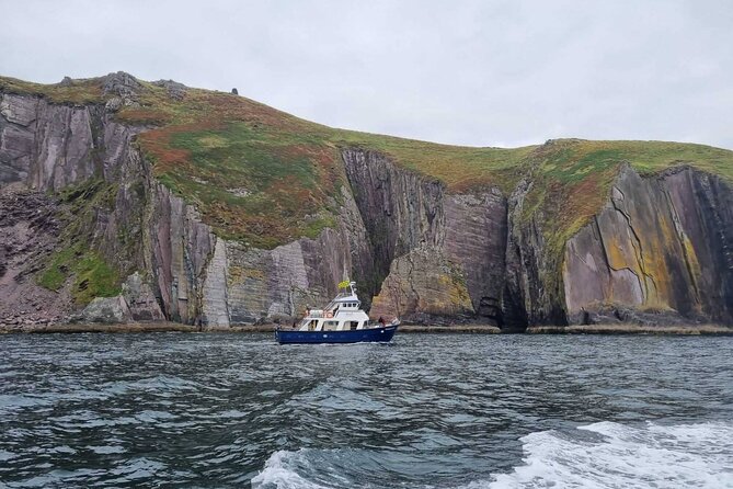Wildlife Tour - Dolphins, whales, seals, and seabirds